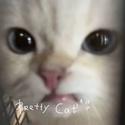Pretty Cat