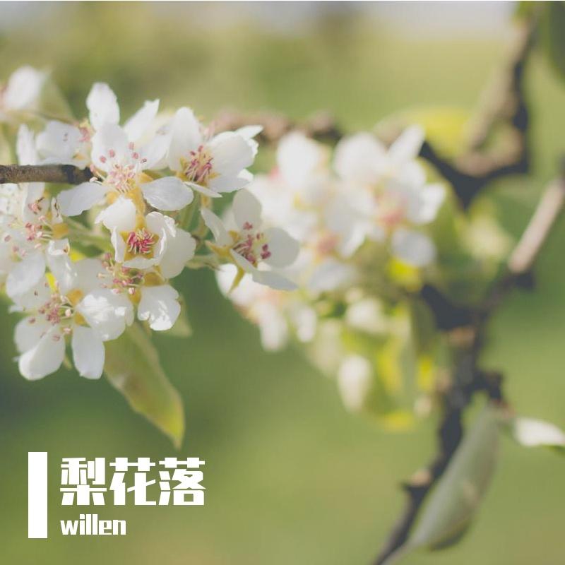 梨花落