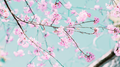 拂春（Whisk spring）专辑
