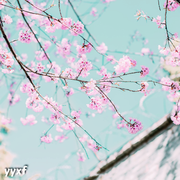 拂春（Whisk spring）