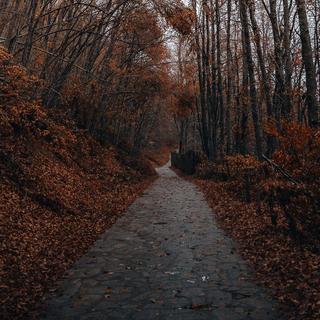 枫林尽头的独白Ⅰ秋风与落叶的叙事诗