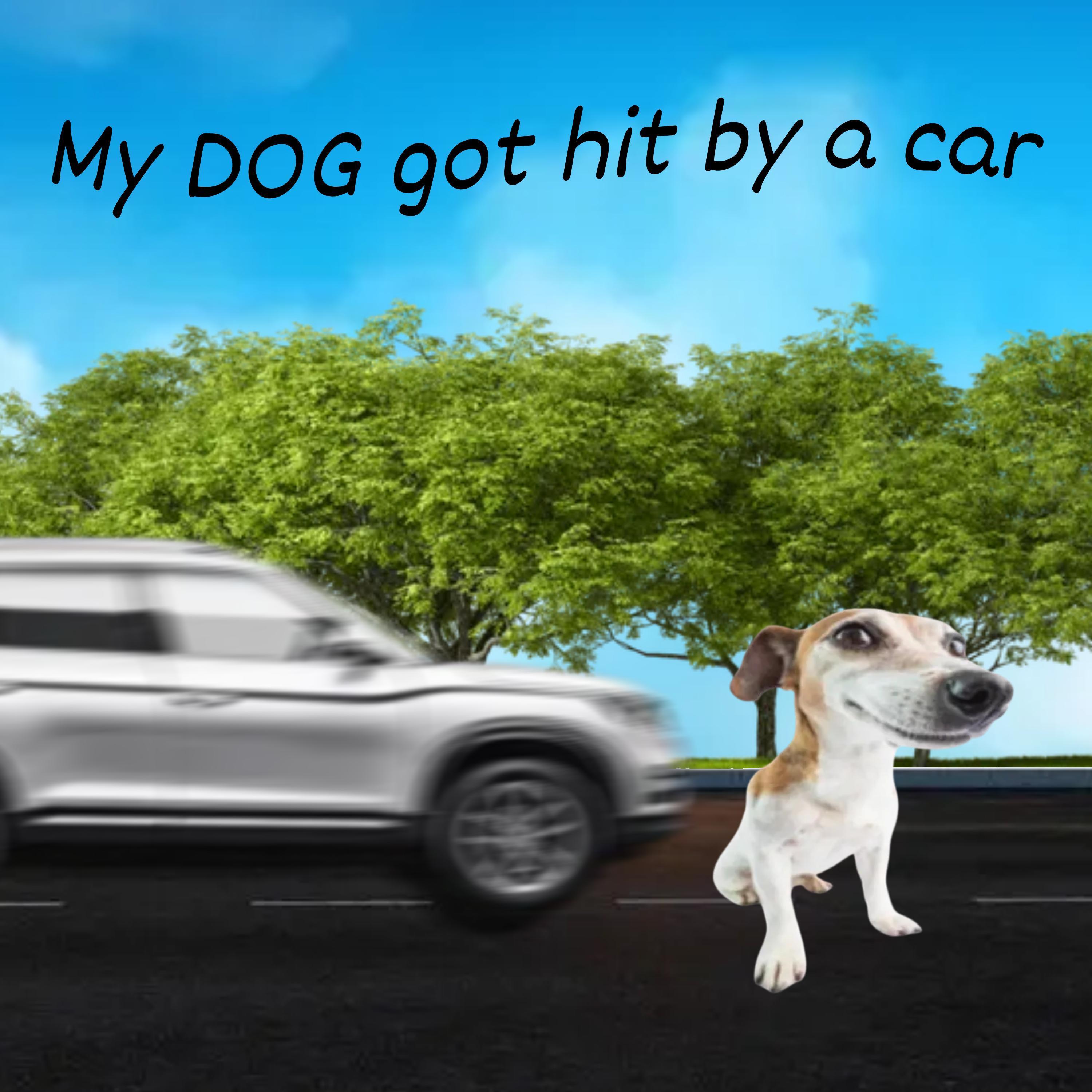 My dog got hit by a car