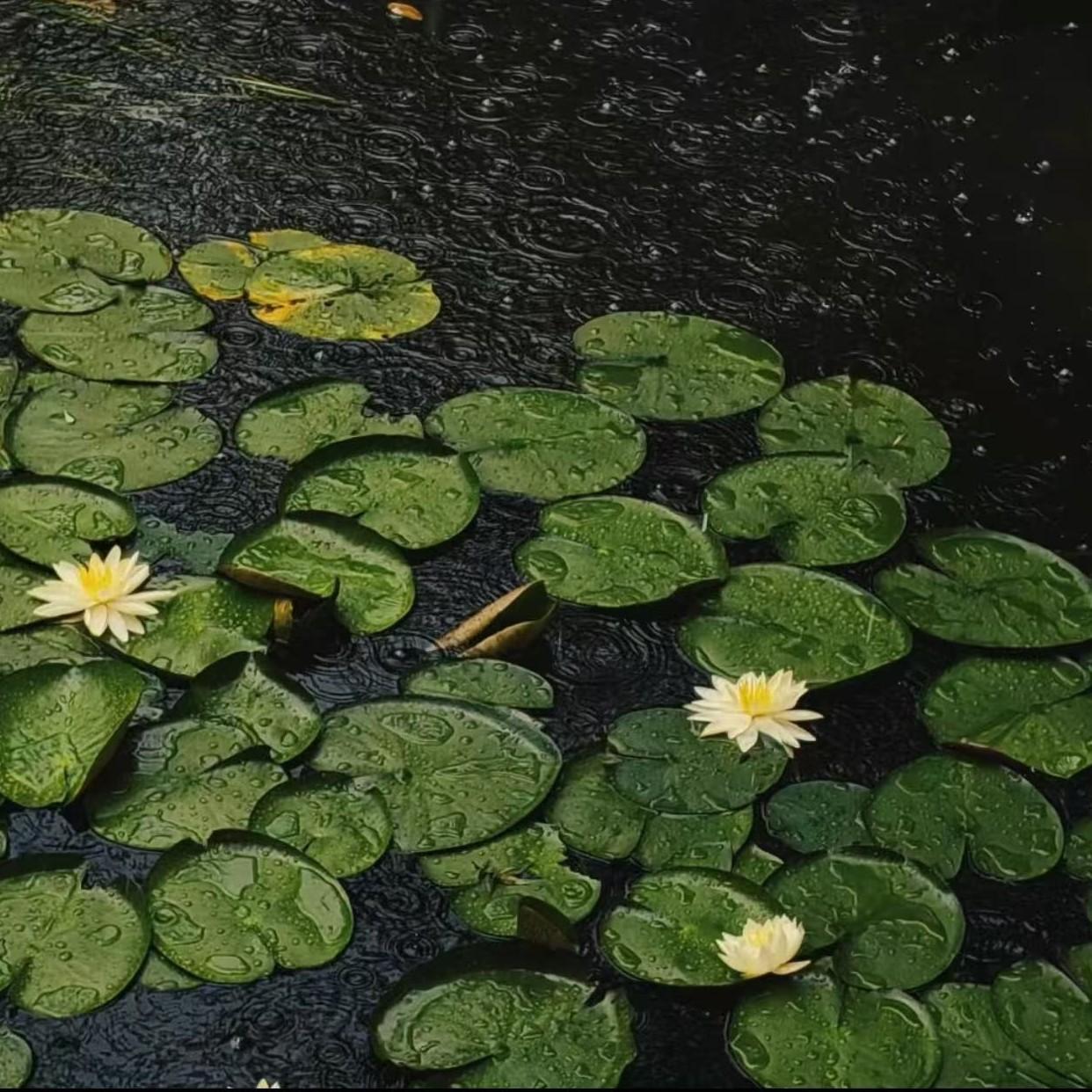 酒家 小阿七 （待她笑颜如花）