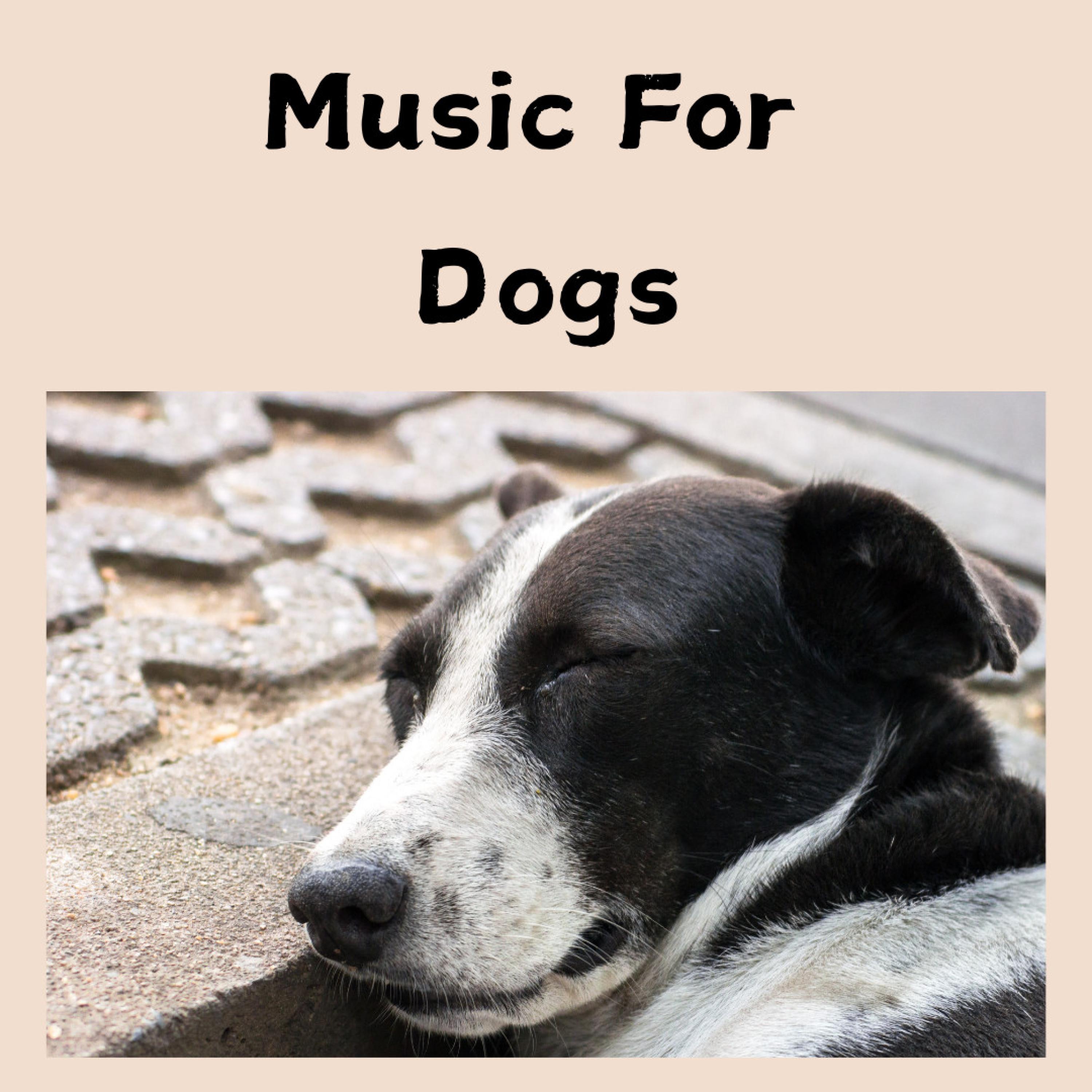 Music For Dogs - Dog Harmony
