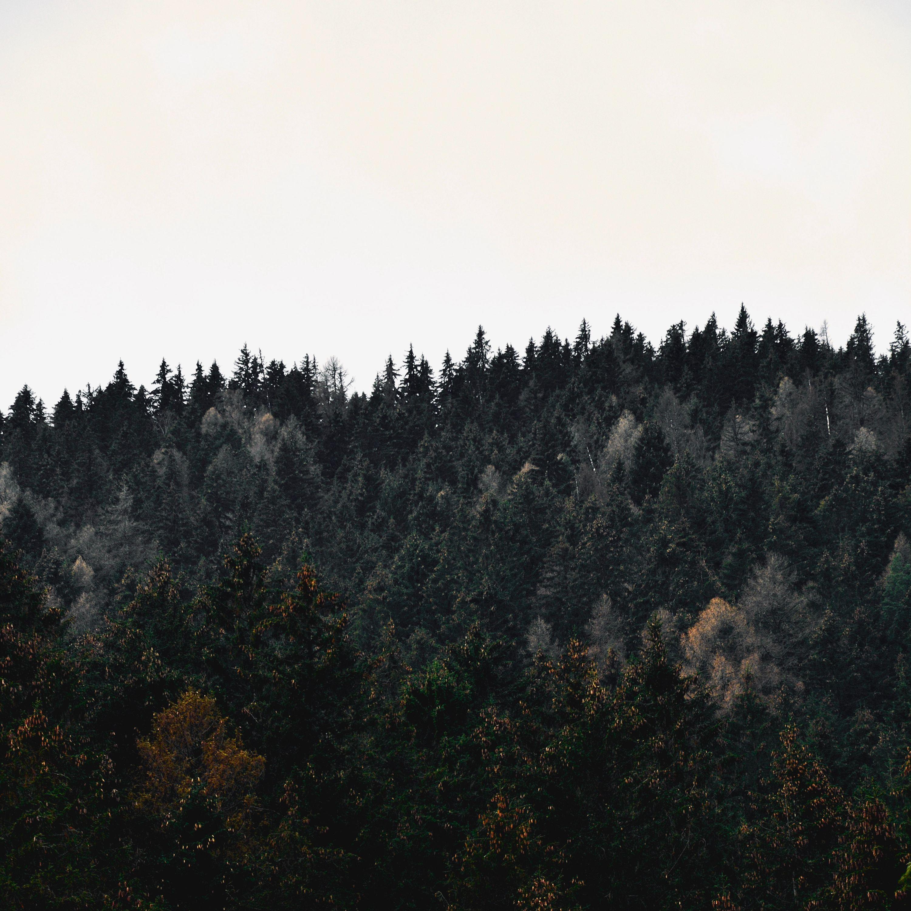 Ultimate Healing Nature Melodies