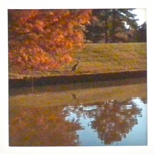 The Heron (Doesn't Care When the Woman Stamps Her Boot)