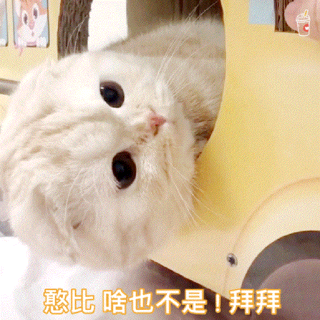 想自由