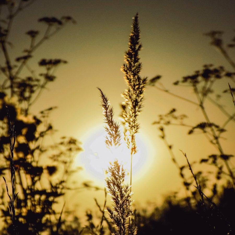 echo【莲华】（翻自 GUMI）