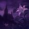 Purple Lily专辑