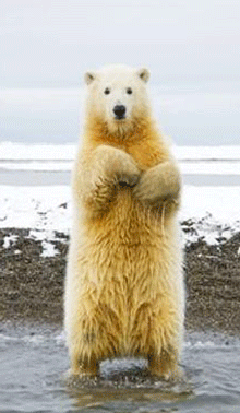 220_378gif 动态图 动图