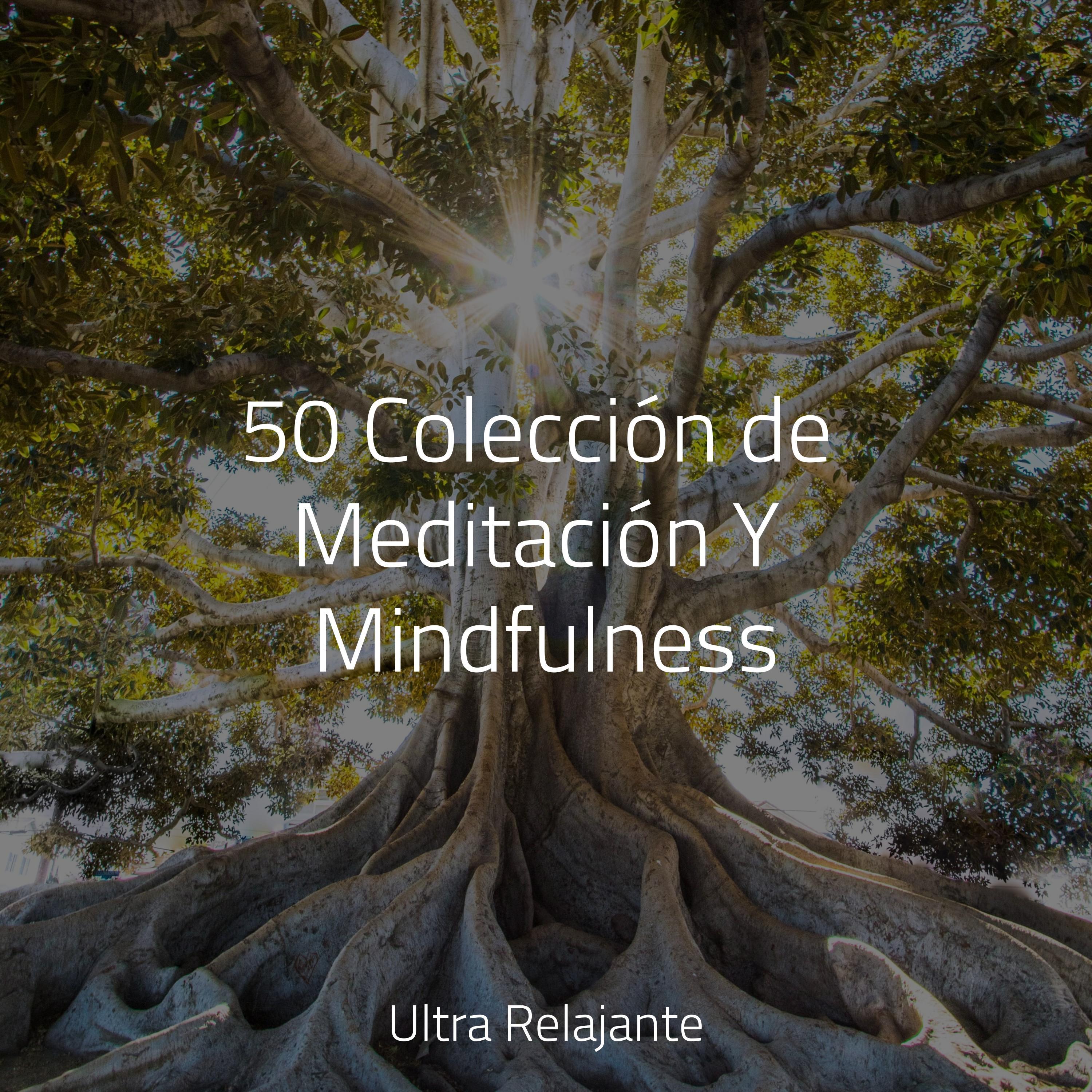 Meditação Zen - Ciudad De La Serena