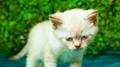 Cat Music: Soothing Music For Cats, Music For Pets and Pet Relaxation专辑