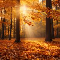 Ethereal Landscapes: Orchestral Journeys Through Nature