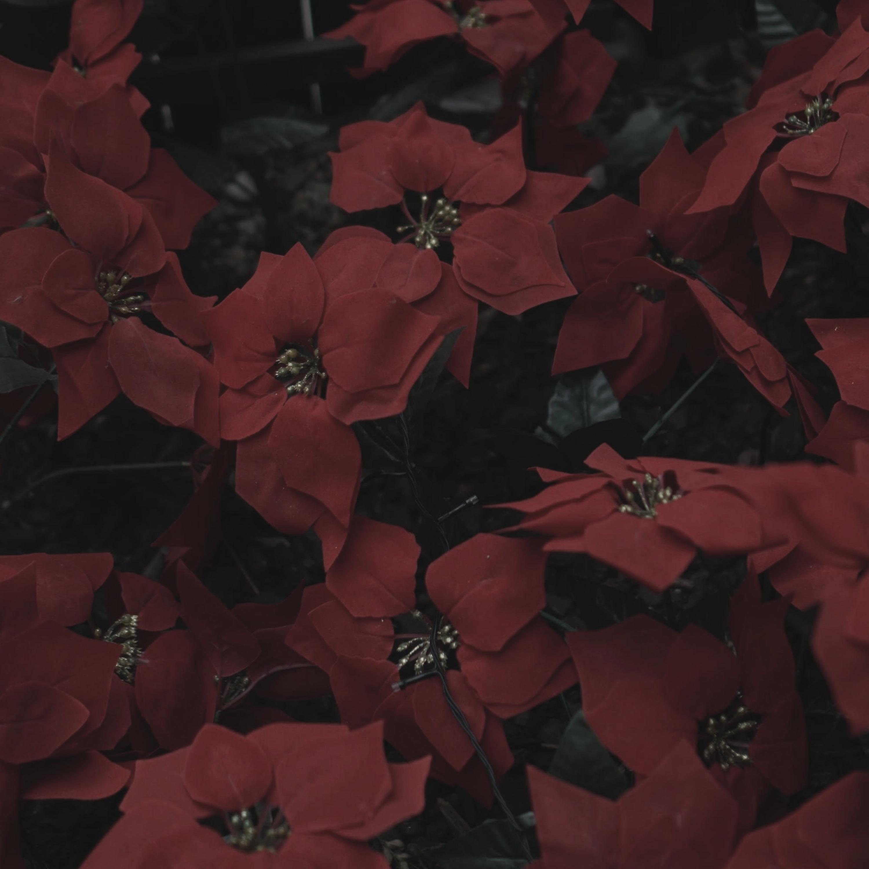 red flower (feat. YOON KYEUNG MIN)专辑