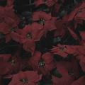 red flower (feat. YOON KYEUNG MIN)