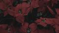red flower (feat. YOON KYEUNG MIN)专辑