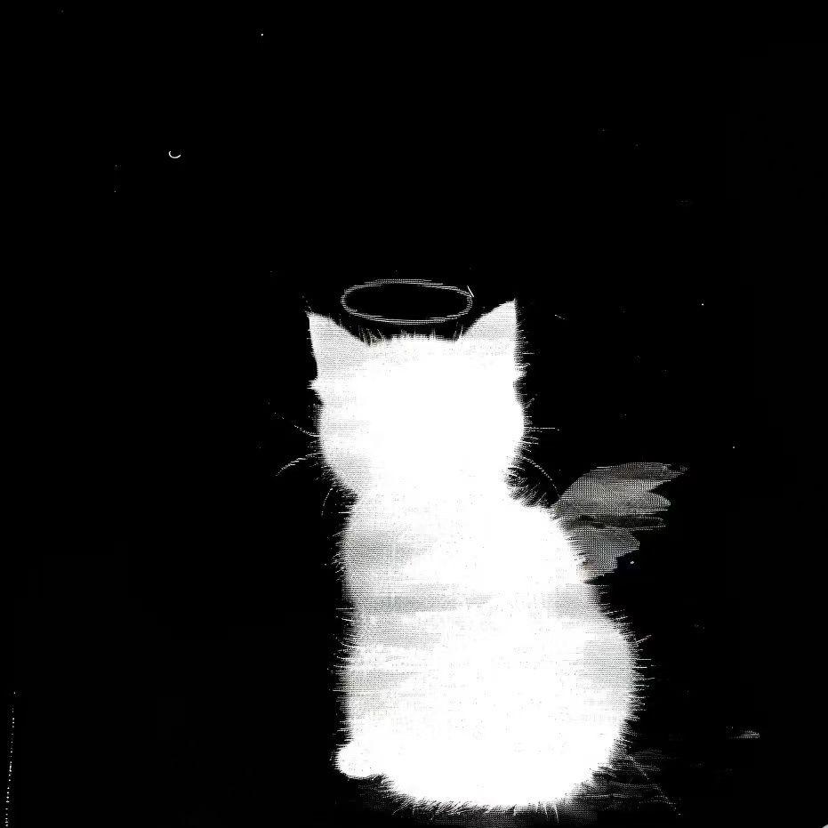 流浪猫