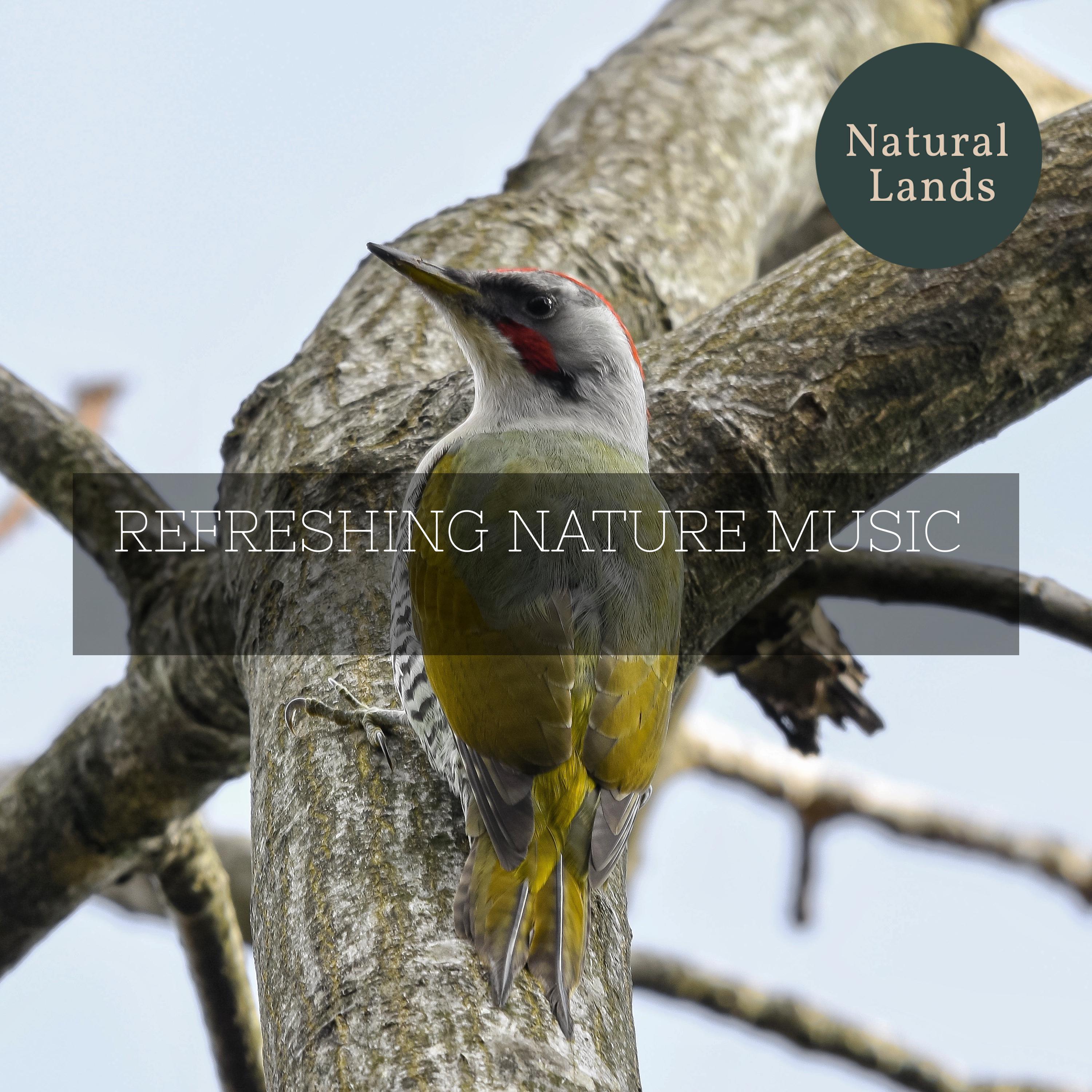 Nature Love Music Collection - Birds Echo I Need A Roof