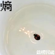 栽楞民谣