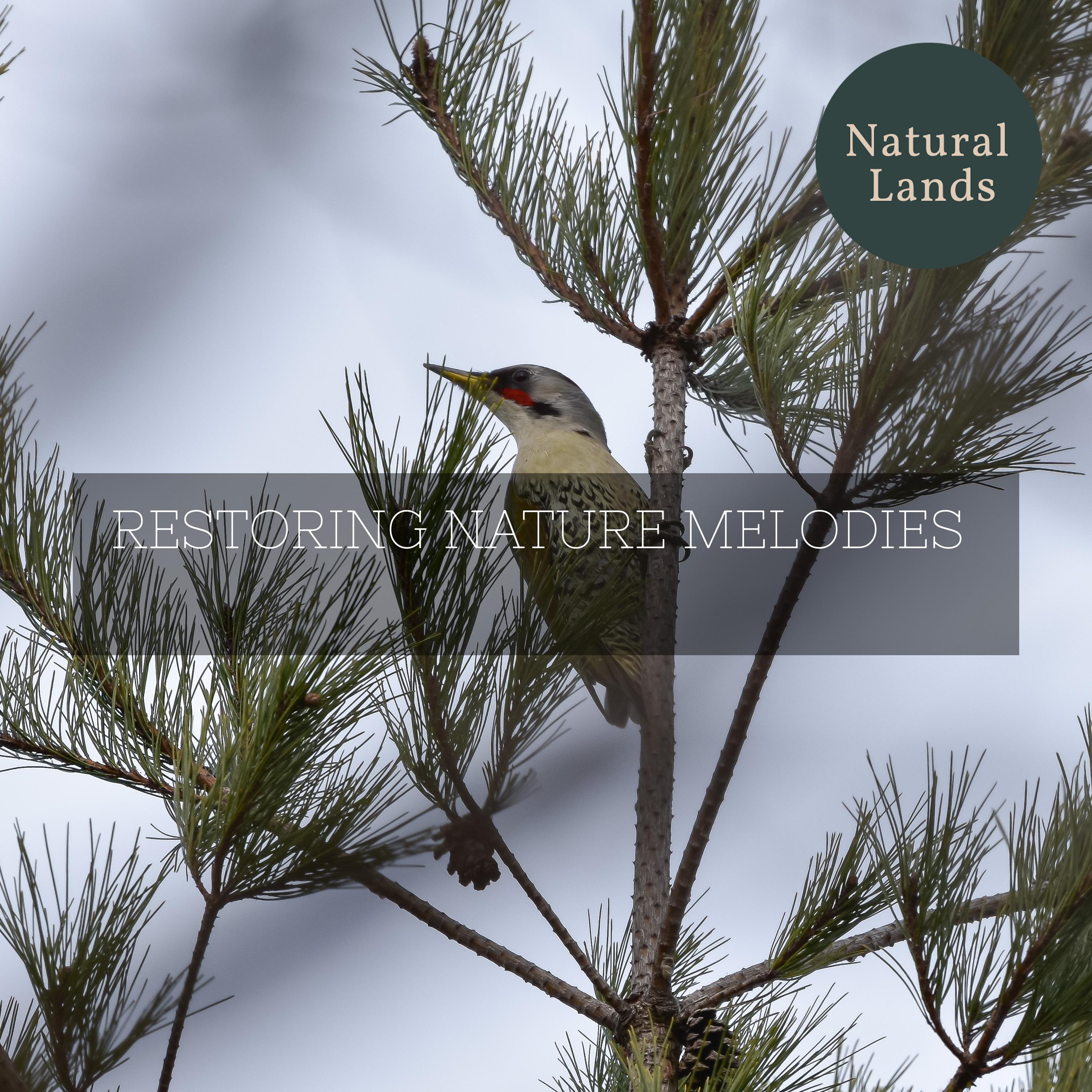 Winter Nature Blissful Music - Eternally Buoyant Bird Songs