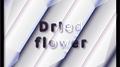 Dried flower专辑
