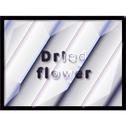 Dried flower专辑