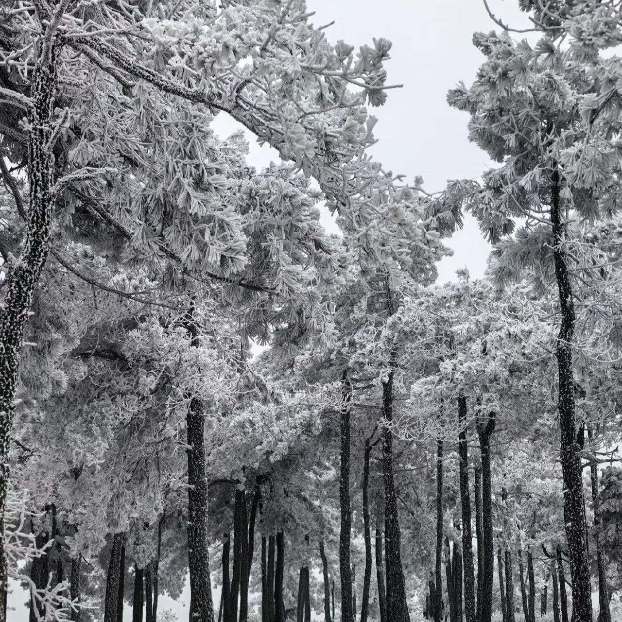 江南雪