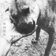 来自故乡（demo）