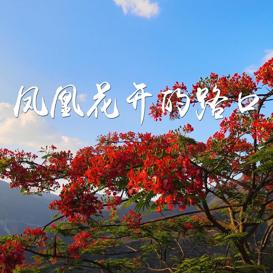 凤凰花开的路口