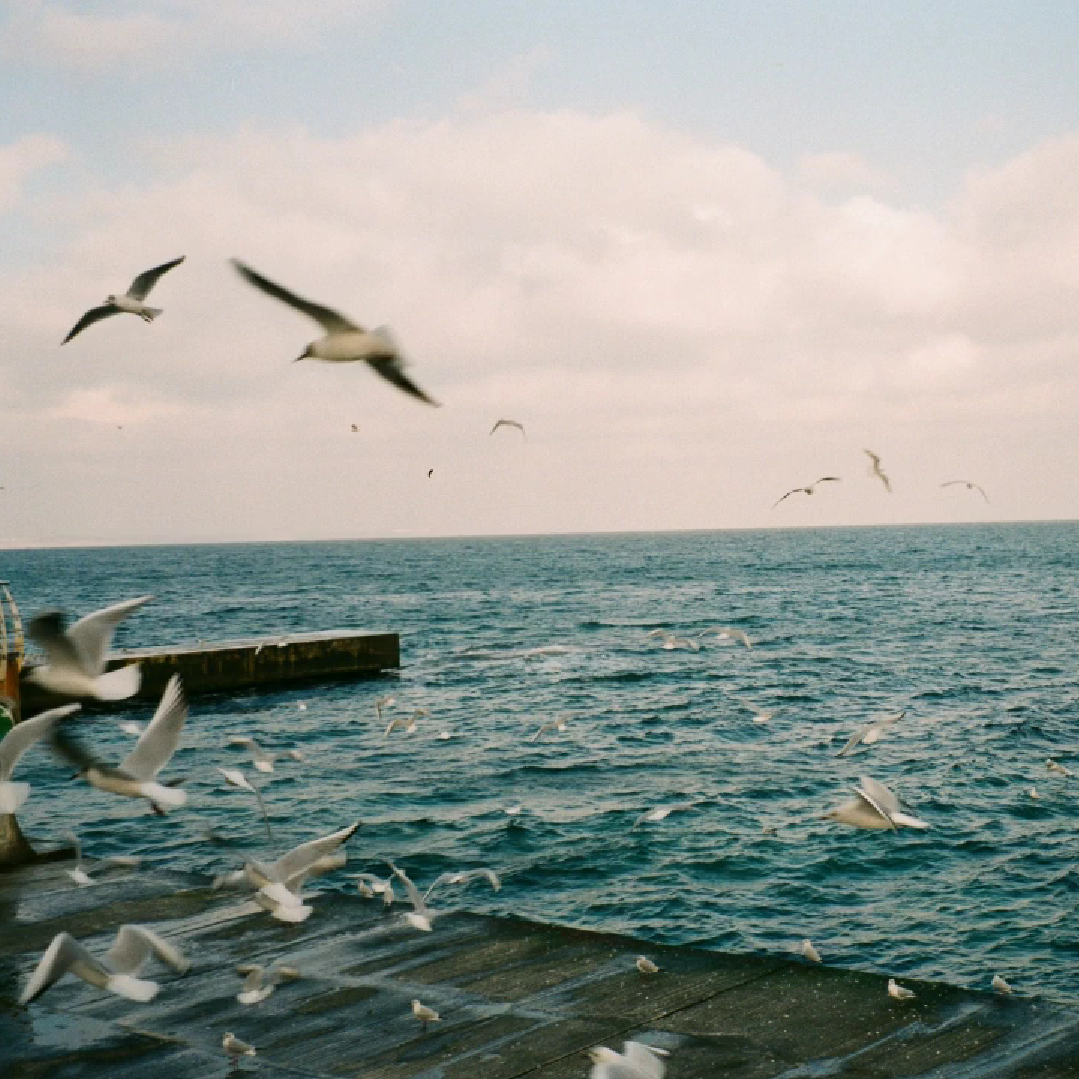 [Free]