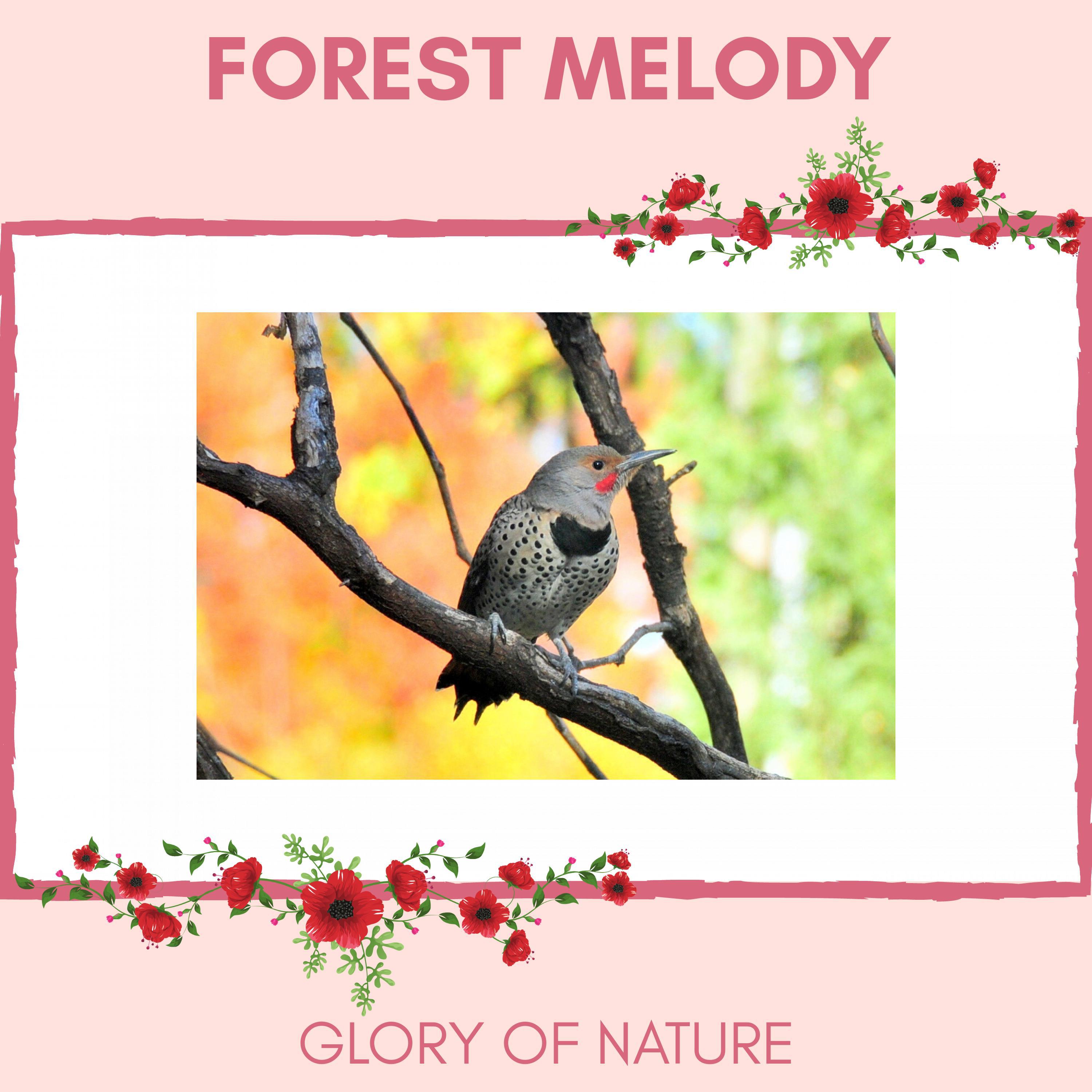African Forest Nature Sound Club - Lovely Fairy Flycatcher