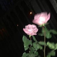 Baha Men - Who Let The Dogs Out (Dj Dubov Remix)