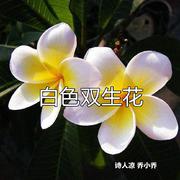 白色双生花