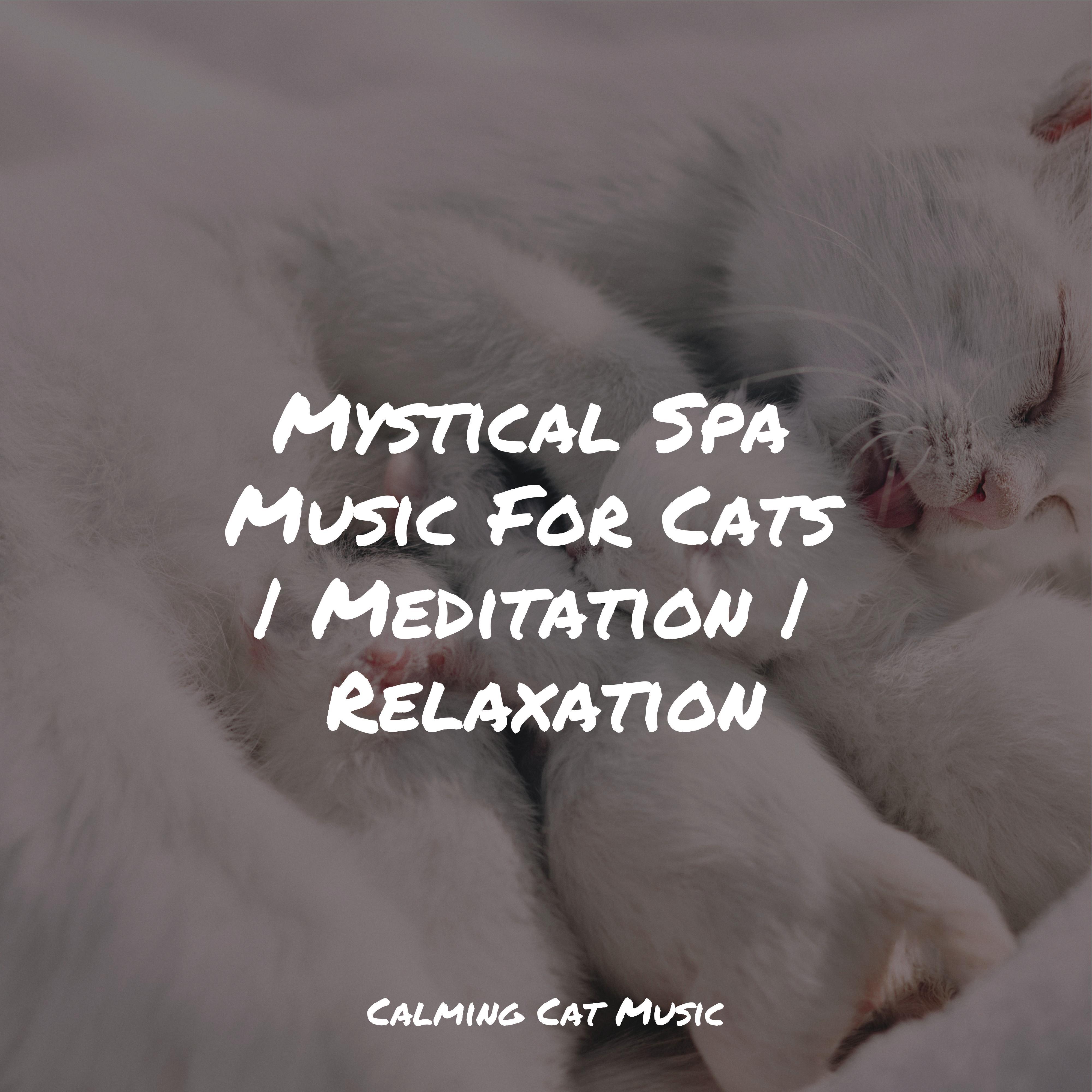 Bliss - Music For Cats/Cat Music Experience/Cats Music Zone - 单曲 - 网易云音乐