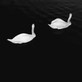 人 声 采 样 - 「持更」