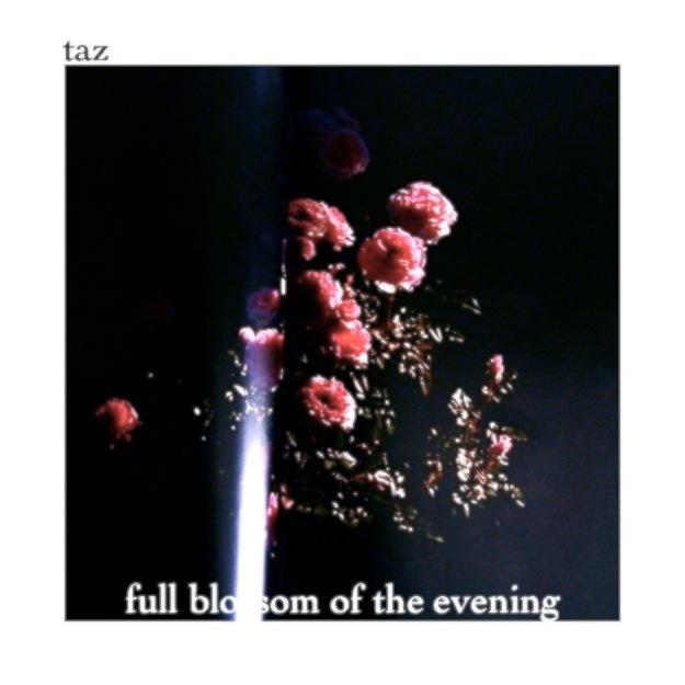 Full Blossom of The Evening