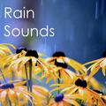 16 Storm and Rain Sounds