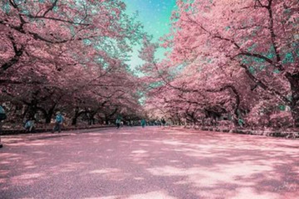 桜の颜专辑