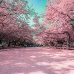 桜の颜专辑
