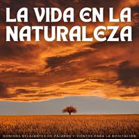 La Vida En La Naturaleza: Sonidos Relajantes De Pájaros Y Vientos Para La Meditación