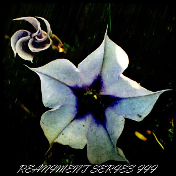 Reaniment Series III