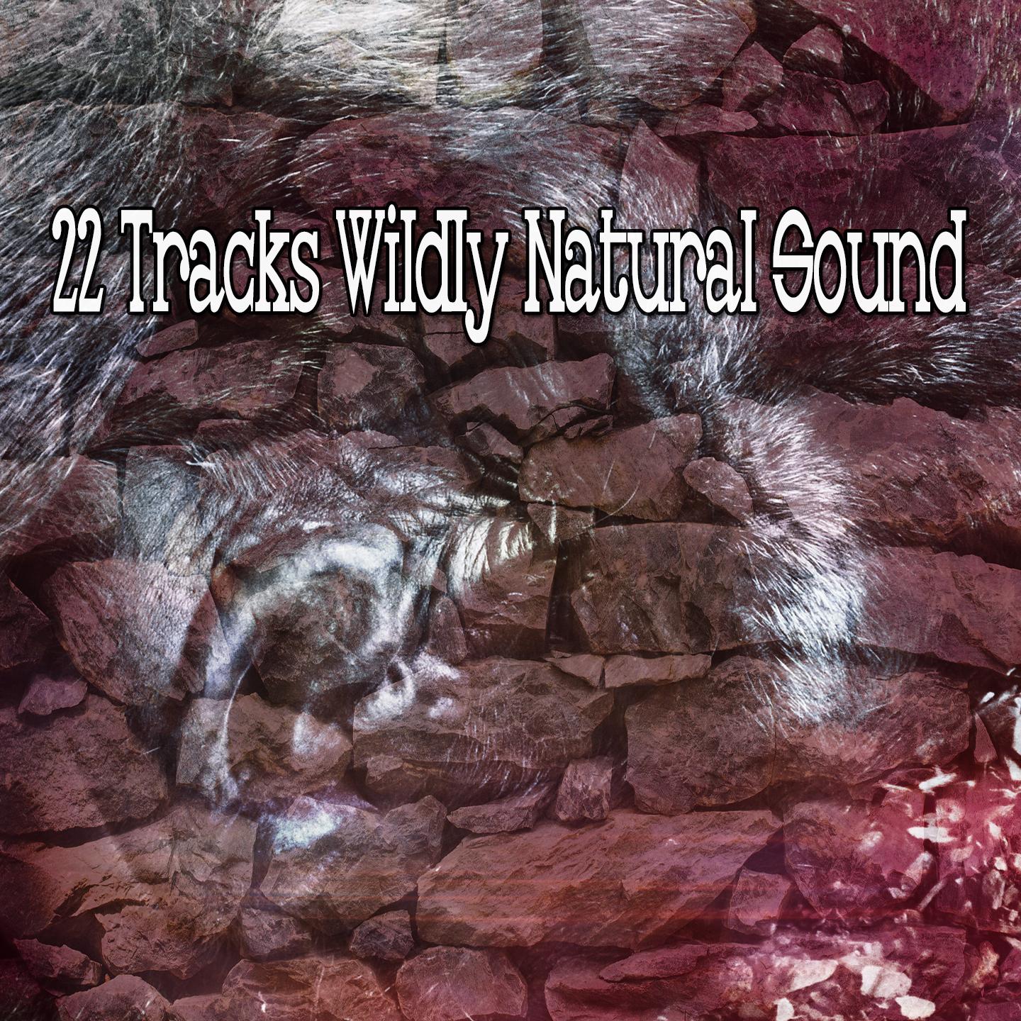 22 Tracks Wildly Natural Sound专辑