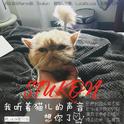 我听着猫儿的声音想你了专辑