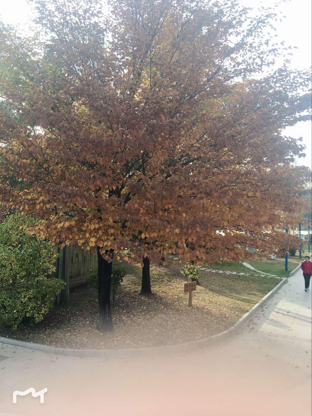 好久没在路灯下想象专辑