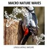 Familiar Waves Nature Music - Carolina Shelter
