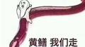 小黄鳝专辑