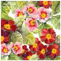 primrose