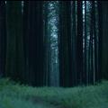 Deep Forest