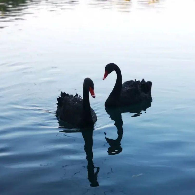 Swan