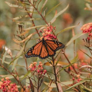 纯音丨用音乐和书香开启元气之晨